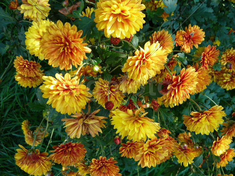 цветы желтые