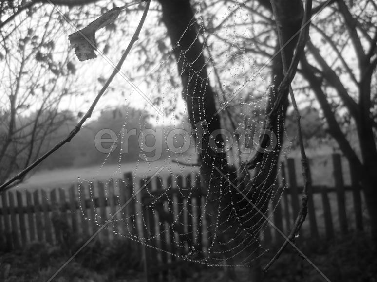черно-белая паутина