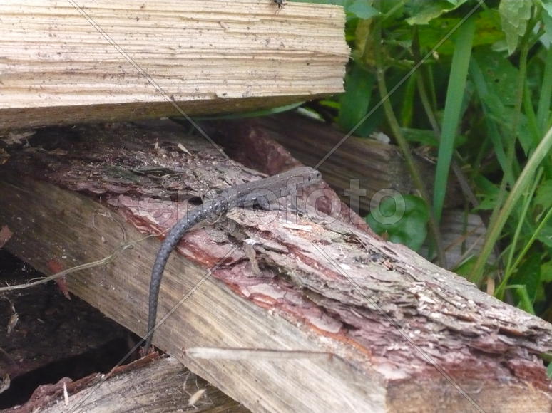 ящерица на дровах