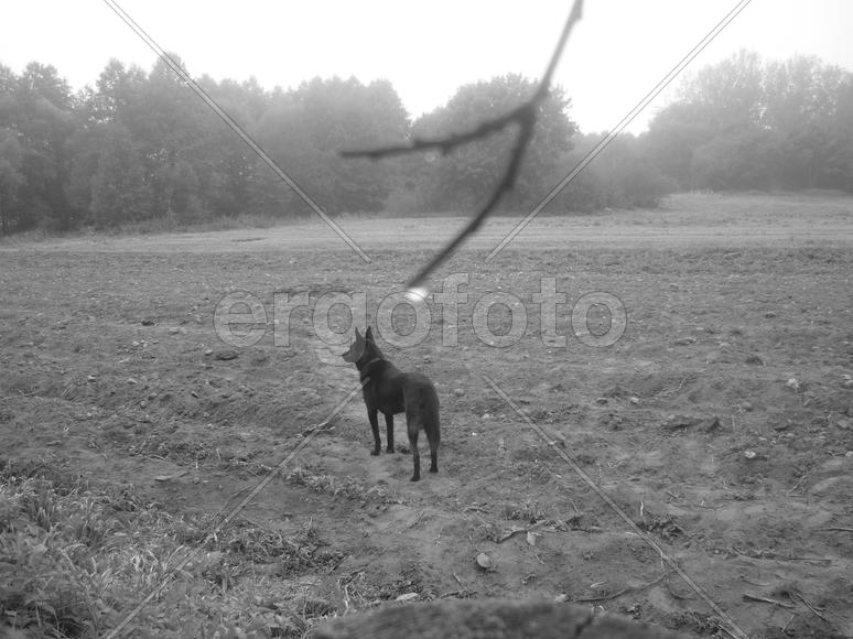 пес на поле