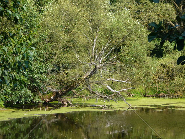 Плакучая ива