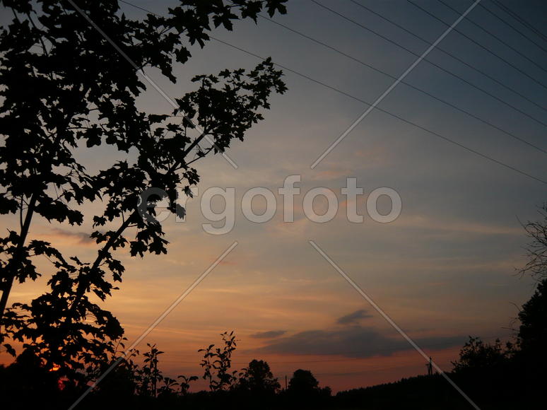 вечерний клен