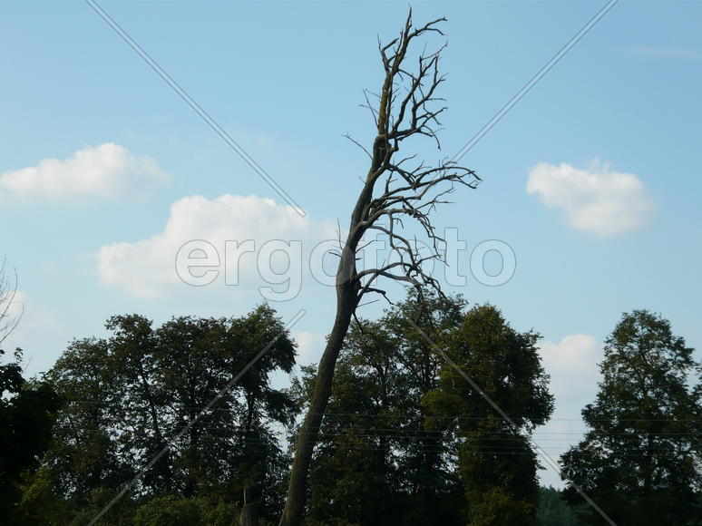 сухое дерево на фоне небо