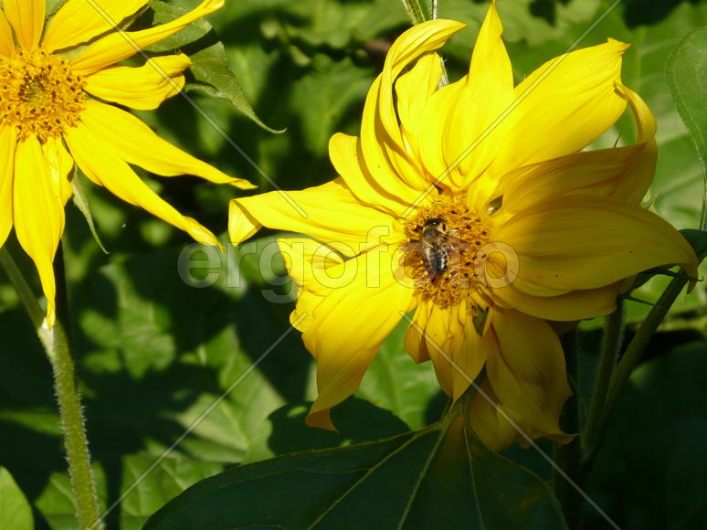 подсолнух яркий с пчелкой