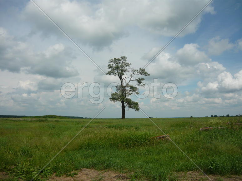 страж полей