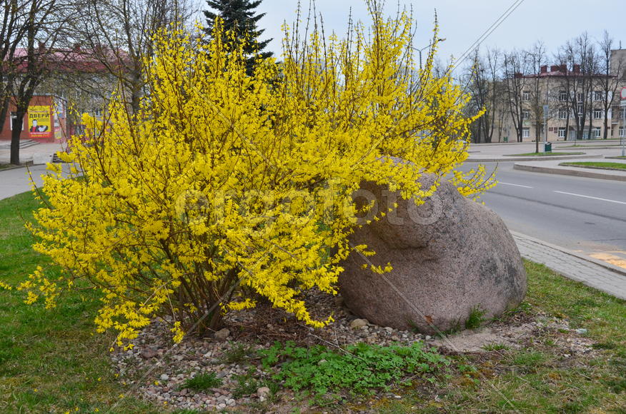 Камень с акацией