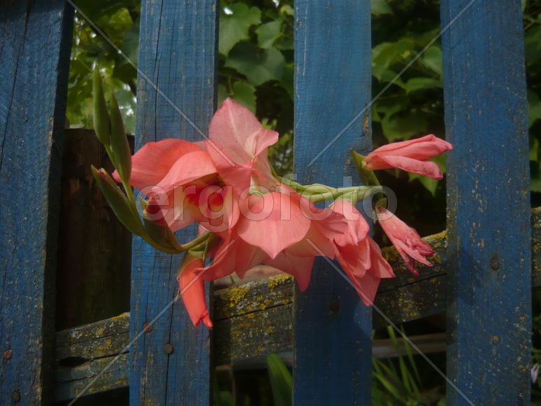 Розовый Гладиолус