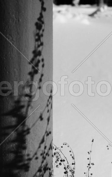 Из серии "Тени".