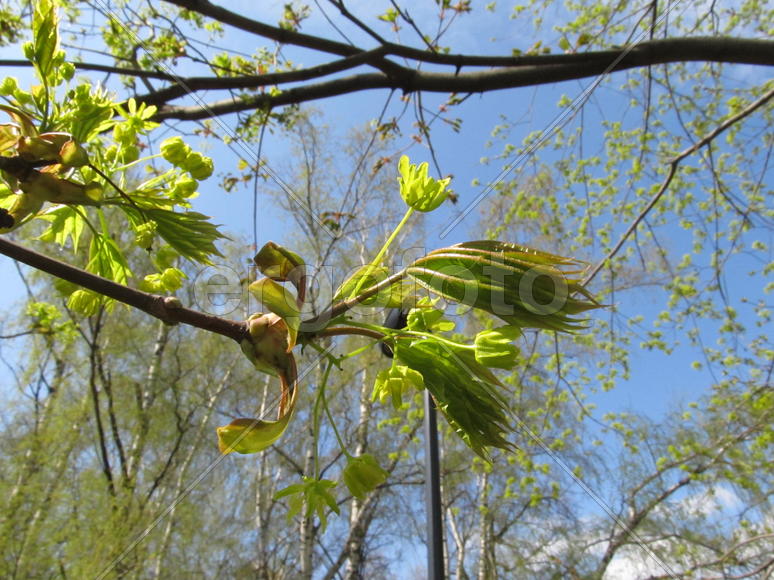 Тянемся к солнышку