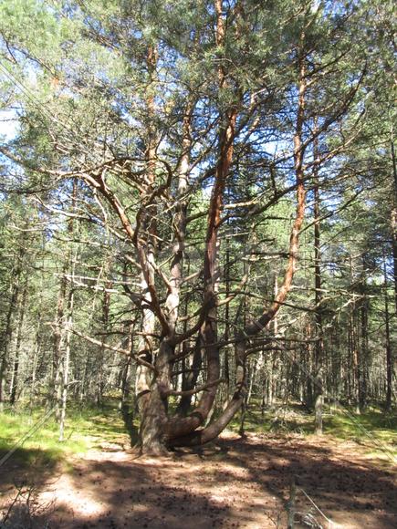 Сосна в Танцующем лесу