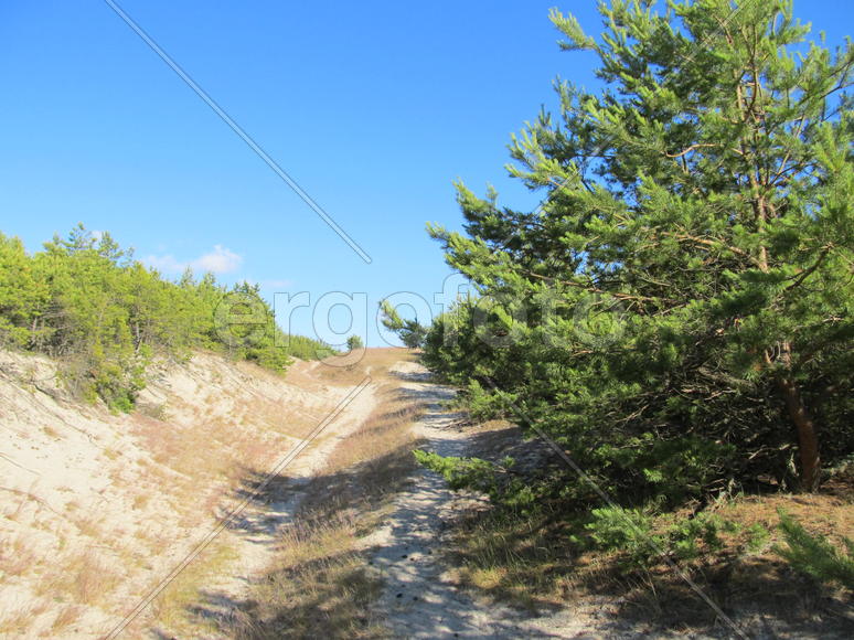 Куршская коса