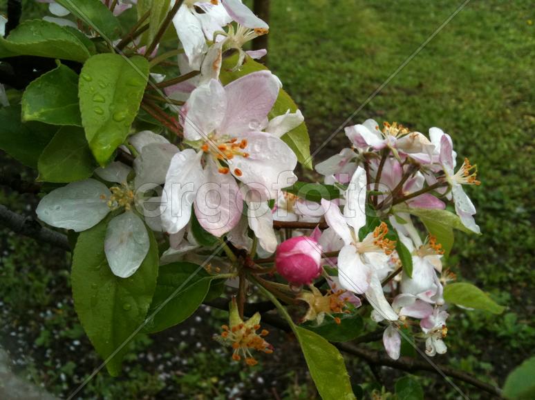 Цветы яблони