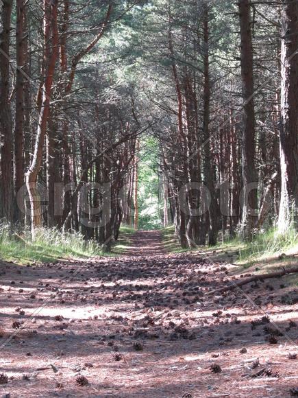 Дорога шишек