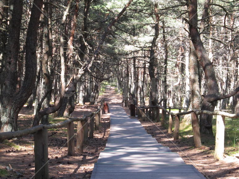 Деревянная дорожка