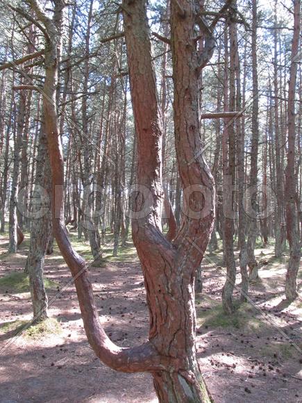 Дерево-дракон