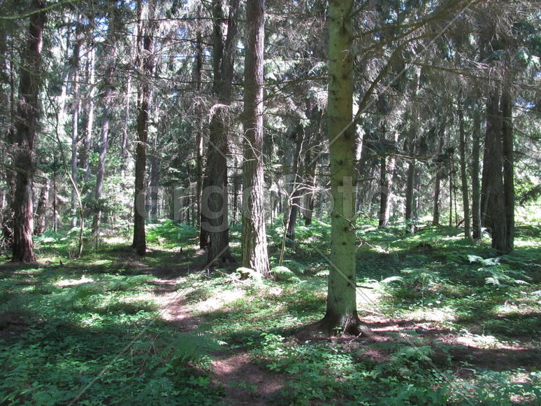 Куршская коса