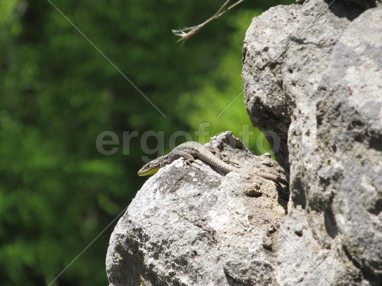 Ящерка, Адыгея