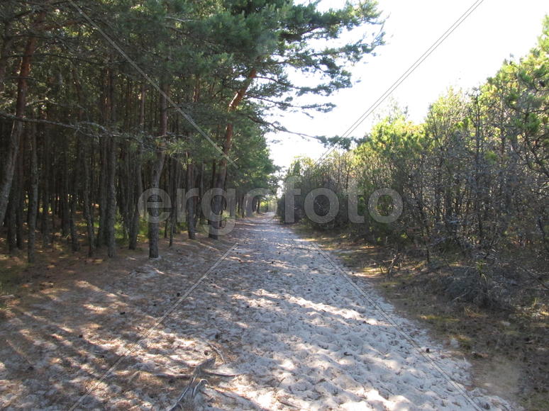 Куршская коса