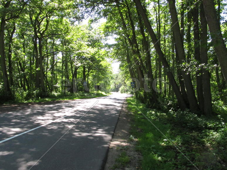 Дорога на Куршской косе