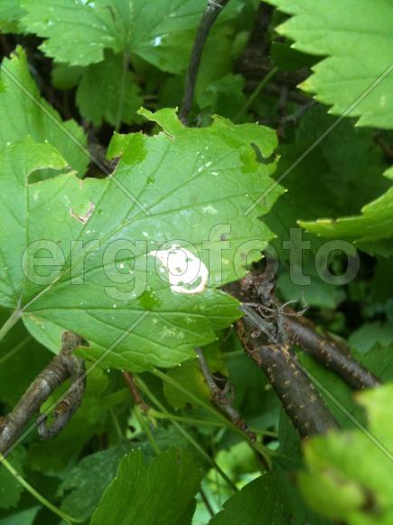 Смайлик на листьях смородины