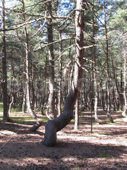 Сосна из Танцующего леса