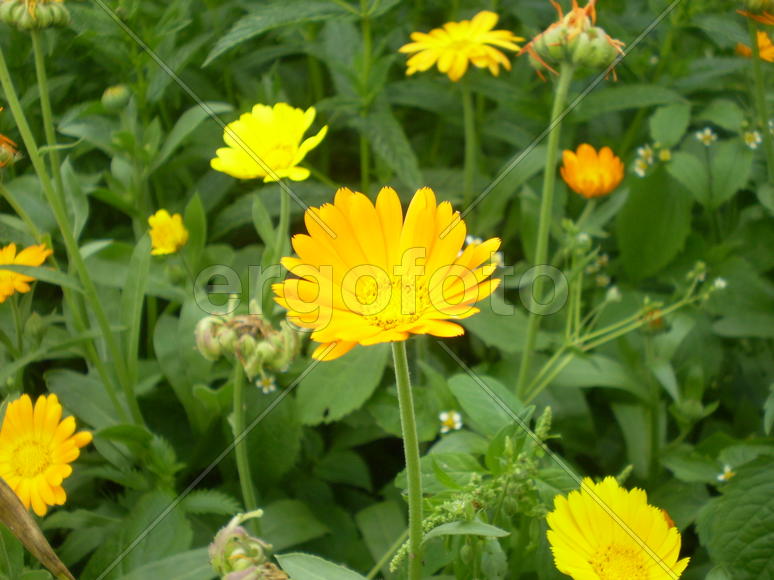 Маргаритки