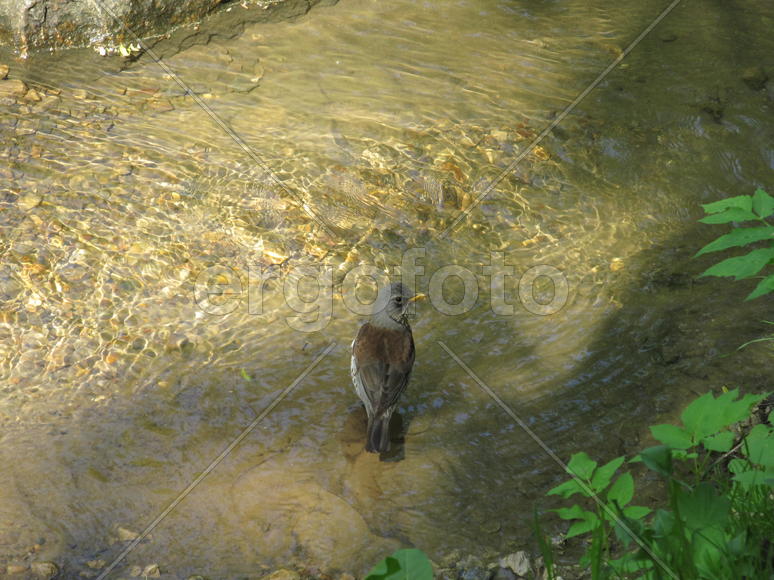 Птичка в Коломенском