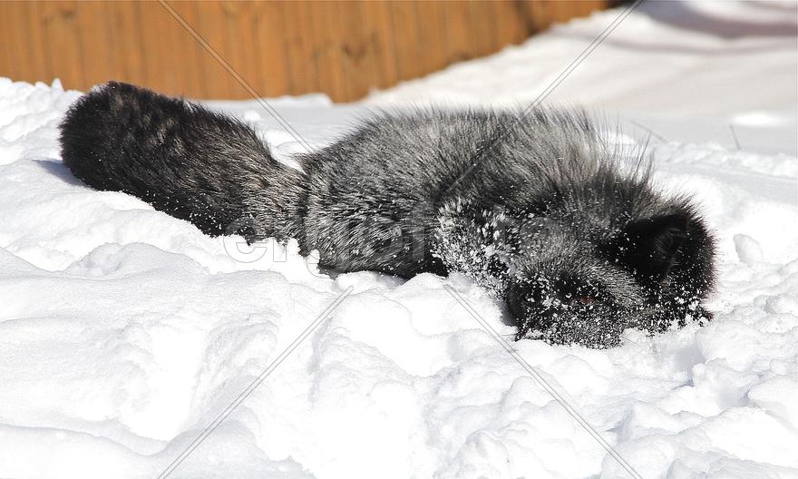 Алиса  на охоте