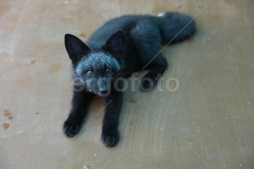 Алиса в вольере