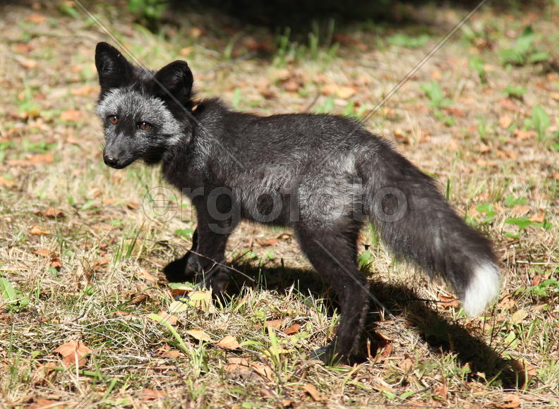 Алиса осенняя