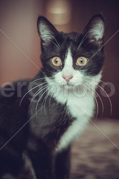 Пронзительный взгляд кота