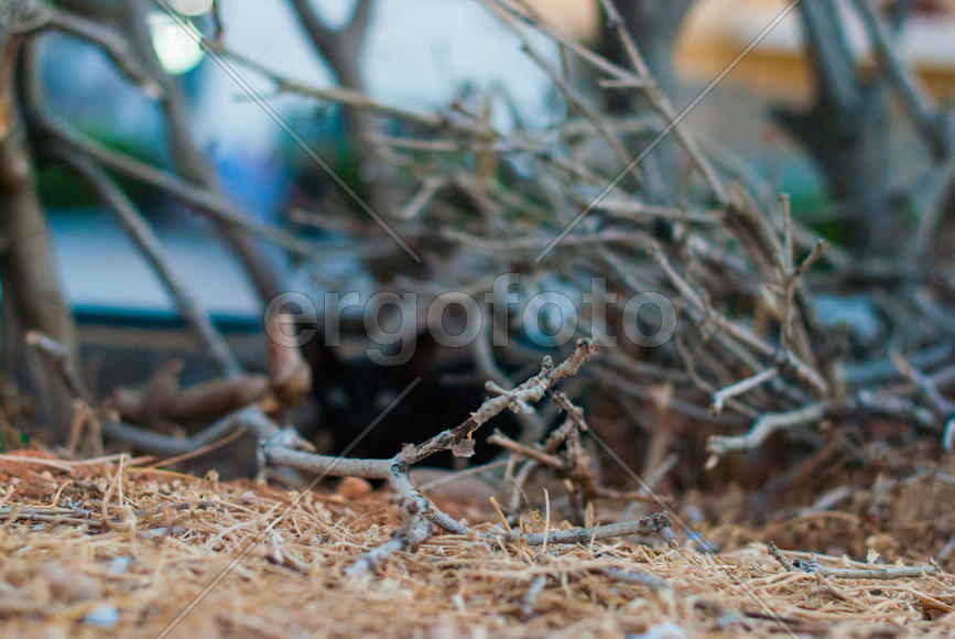 Найди кота!