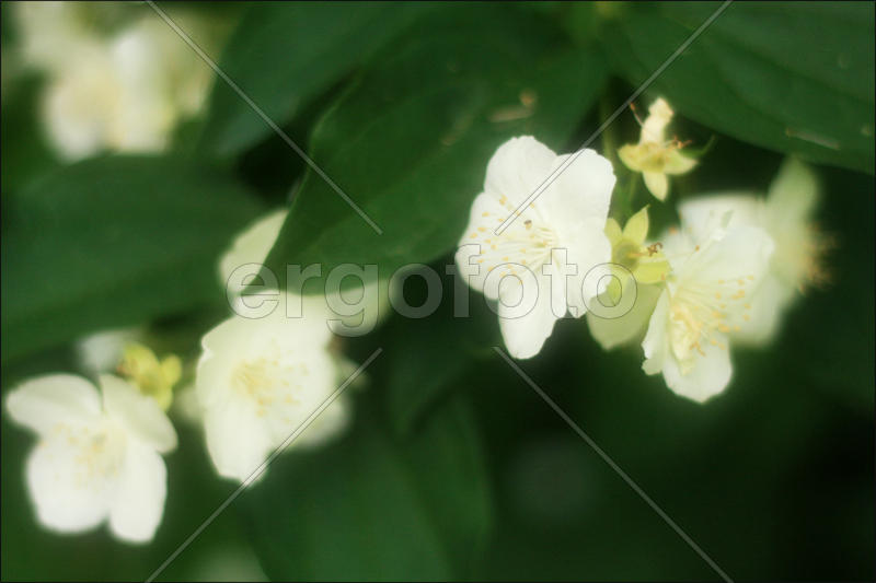 Белые цветы