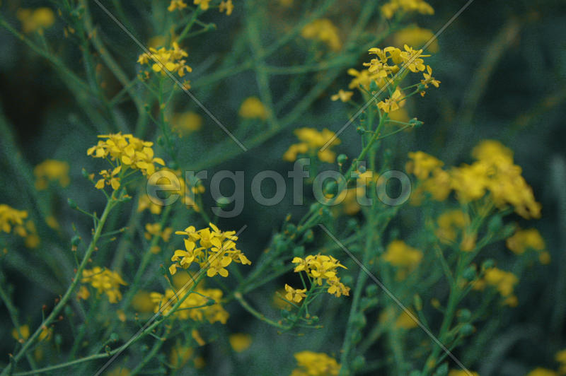 Полевые цветы