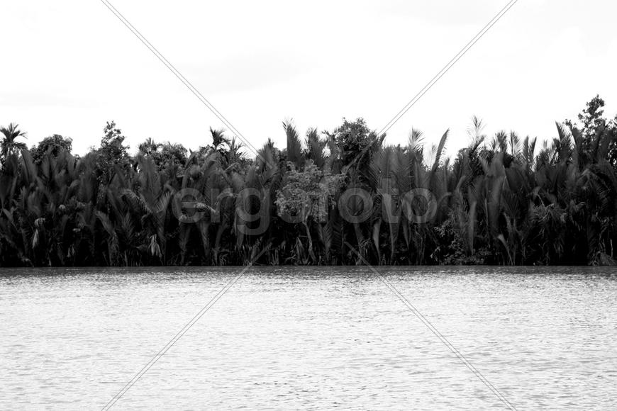 Береговая растительность