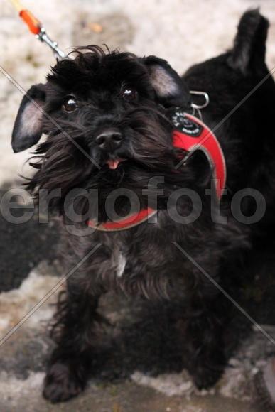 Скотч-терьер