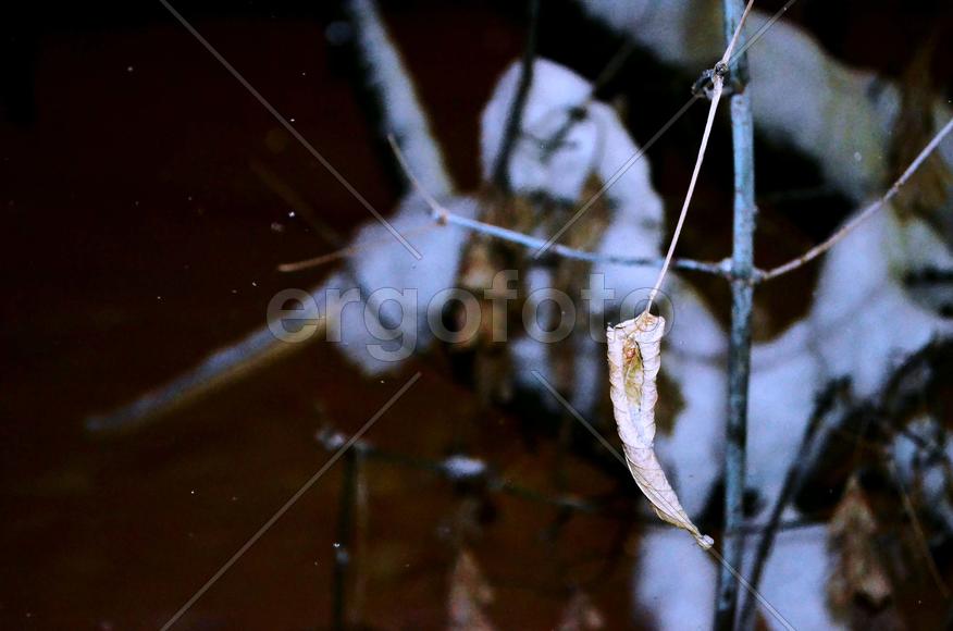 Одинокий лист