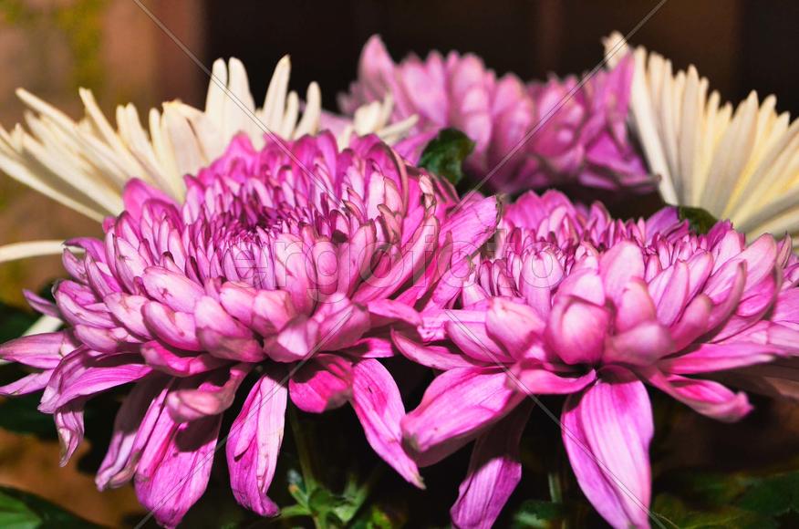 Букет цветов