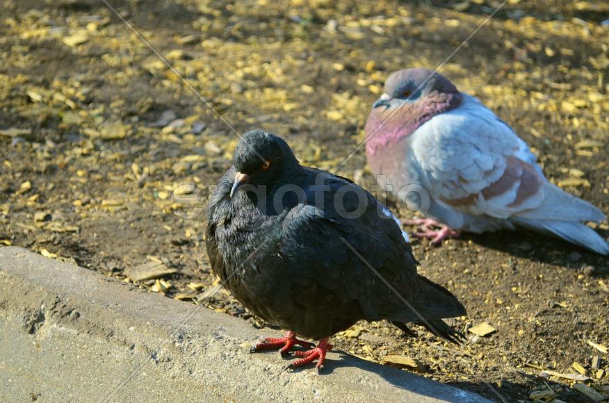 Голуби на улице