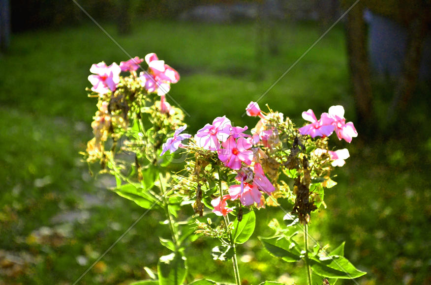 дачные цветы