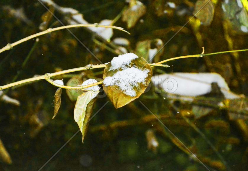 начало зимы