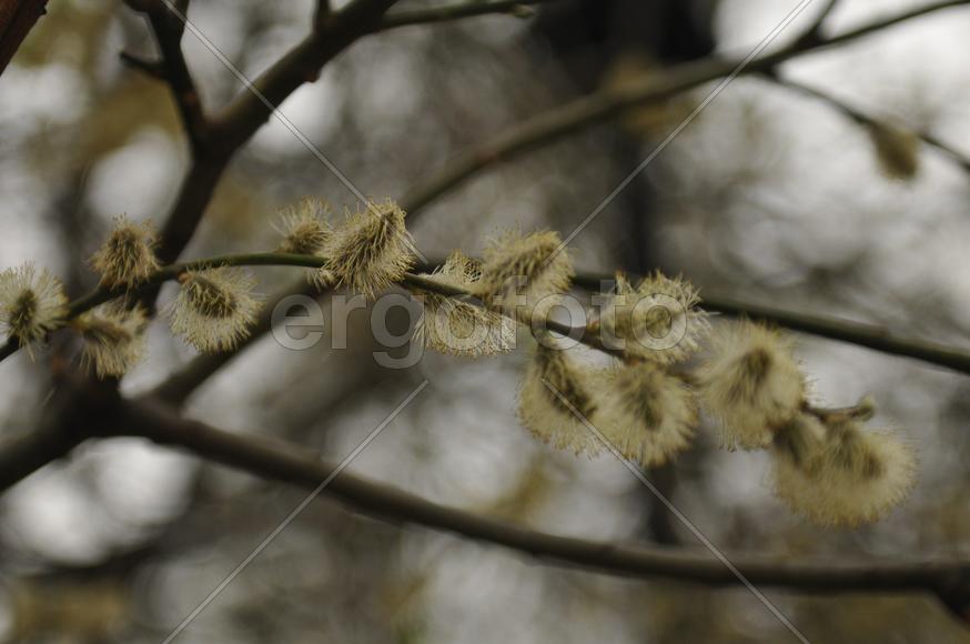 Весеннее цветение