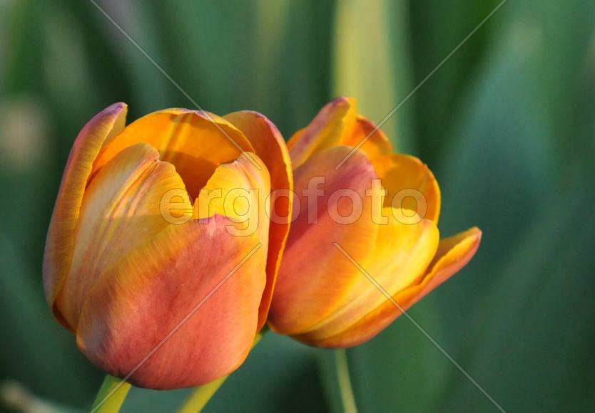 Солнечные тюльпаны