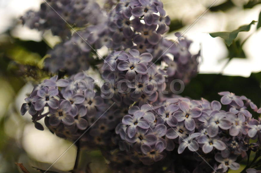 Сирень - пушистое облако