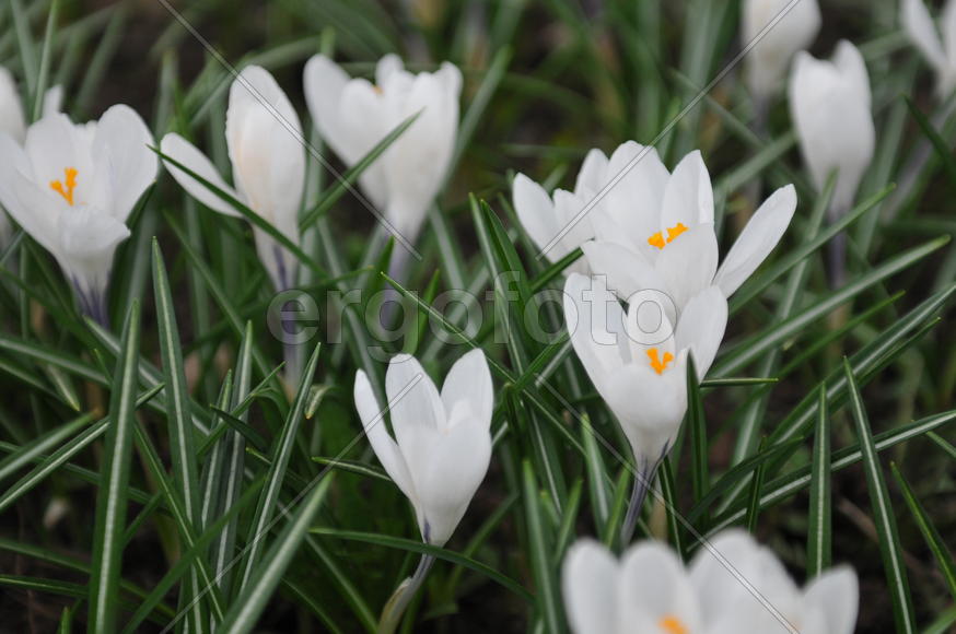 Белые крокусы