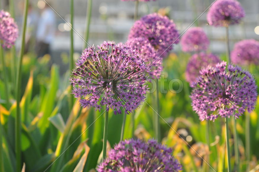 Декоративный лук