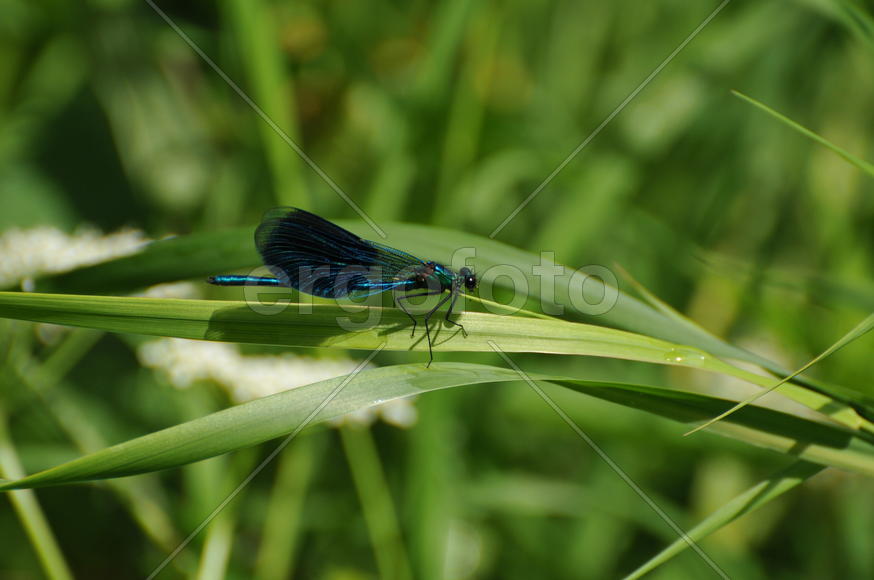 Стрекоза - Живой сапфир