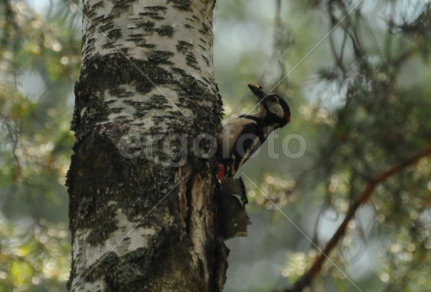 Дятел у гнезда