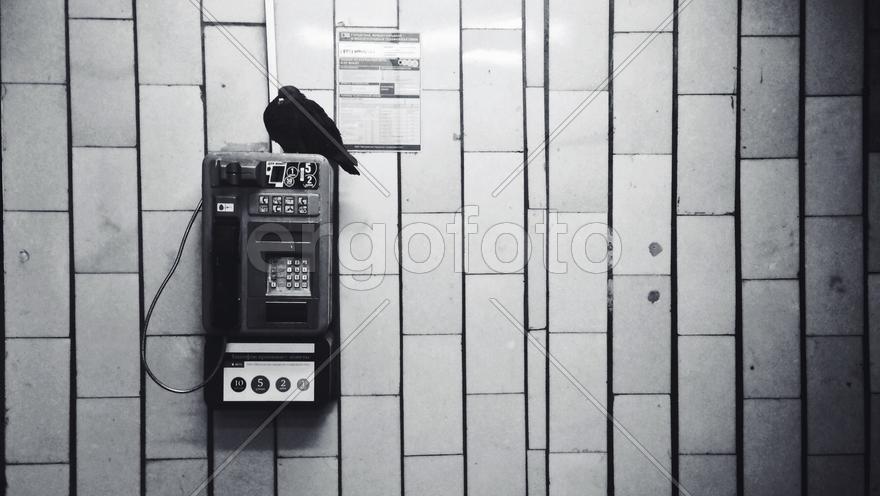 Голубь на таксофоне