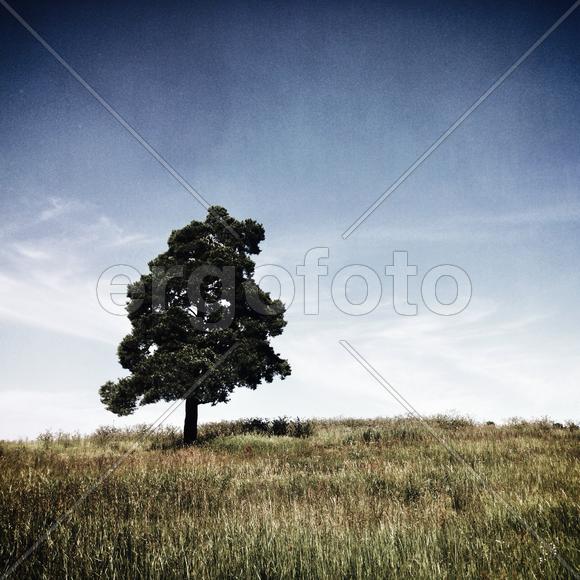Одинокое дерево